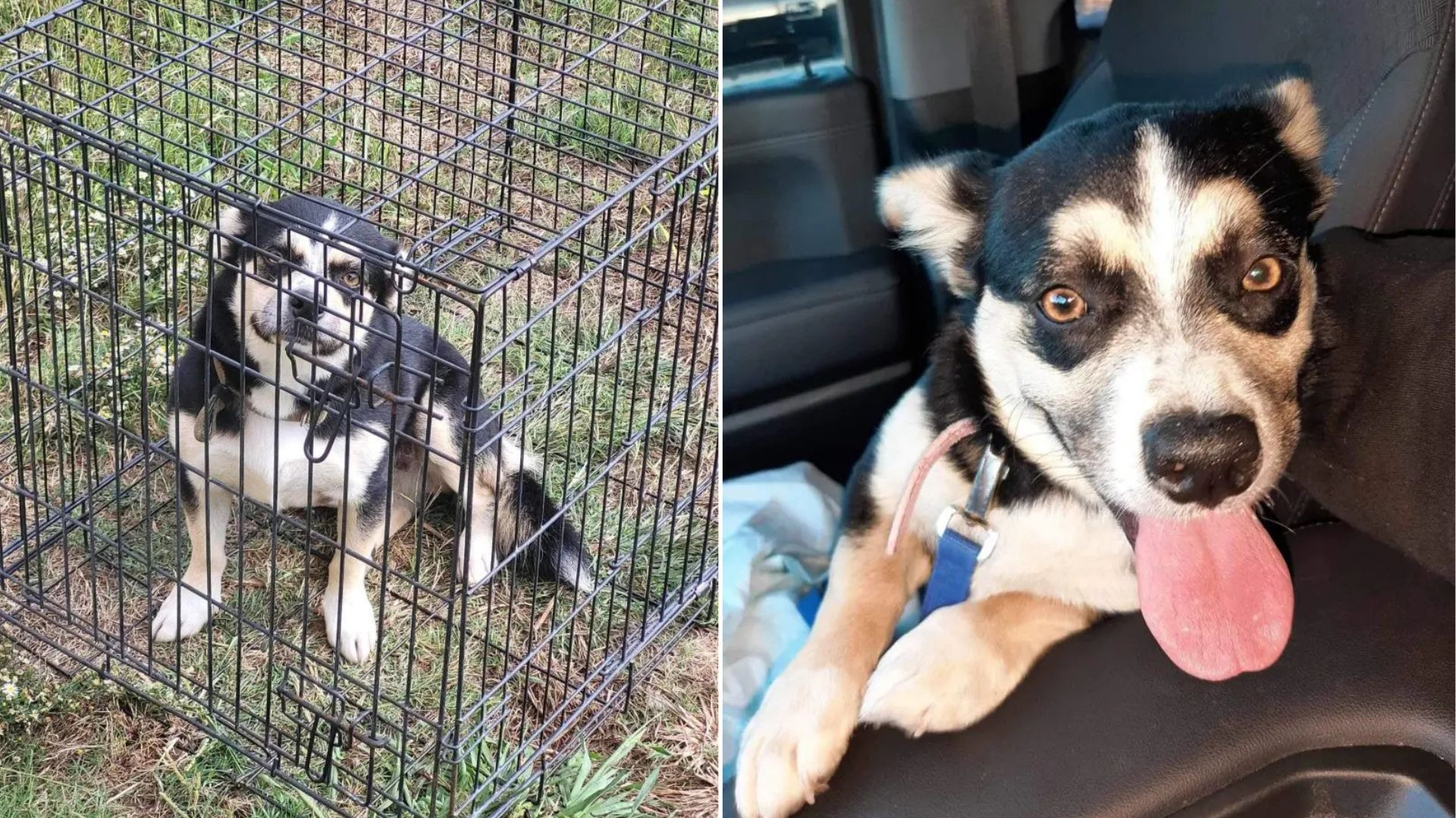Texas Owner Gives Up On Dog Who Repeatedly Escaped Through Broken Fence