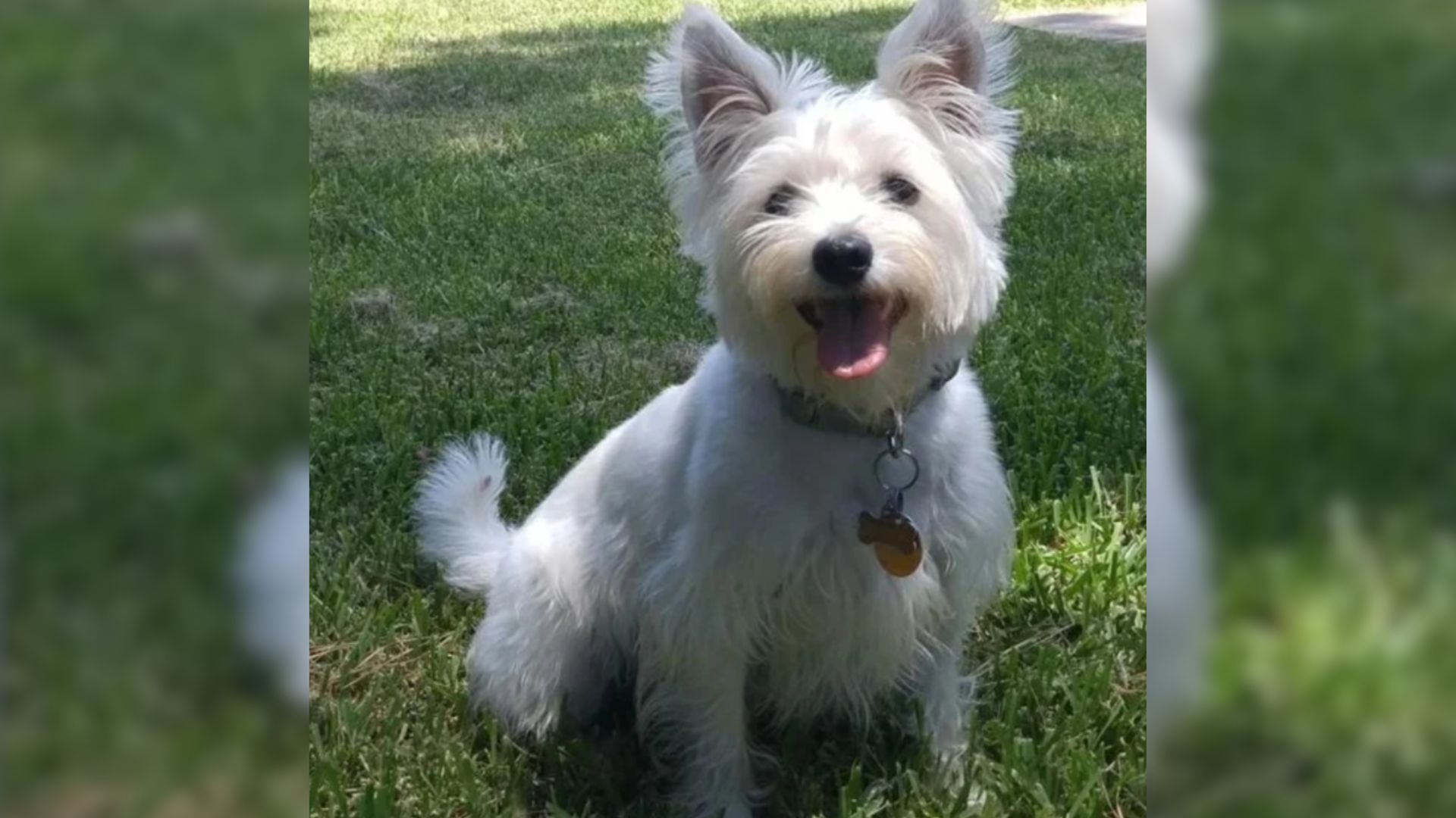 white cute dog