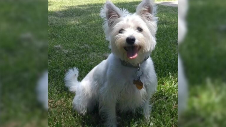 white cute dog