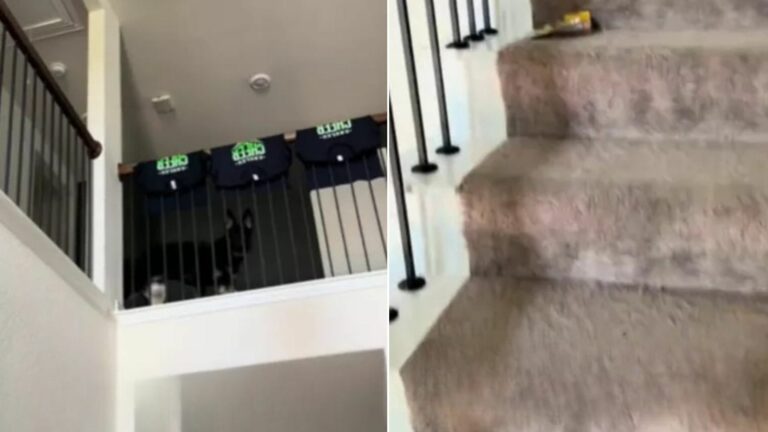 dog loose in the house