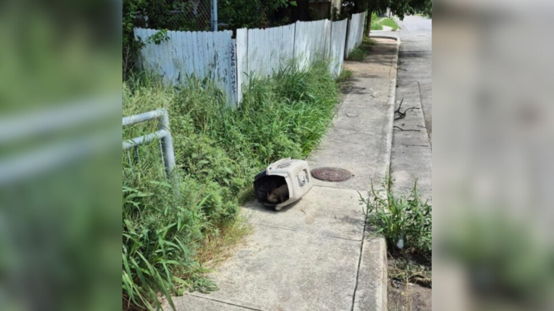Texas Passerby Finds A Plastic Crate In Scorching Sun And Can’t Believe What’s Inside