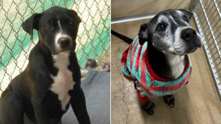 pup turns silver behind shelter bars