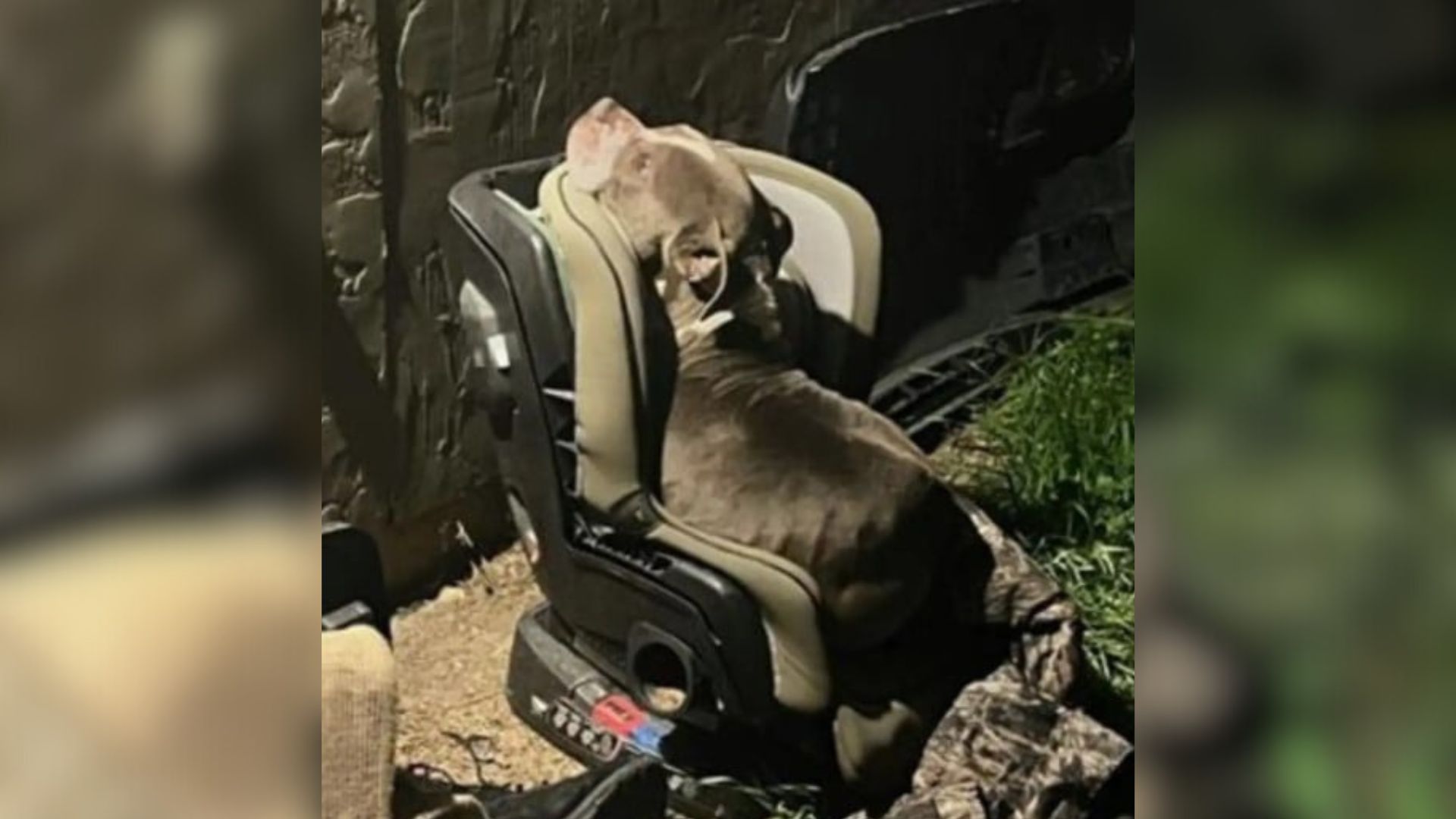 Texas Pup Labeled Dangerous In The Night Leads An Officer To A Heart-Stopping Discovery