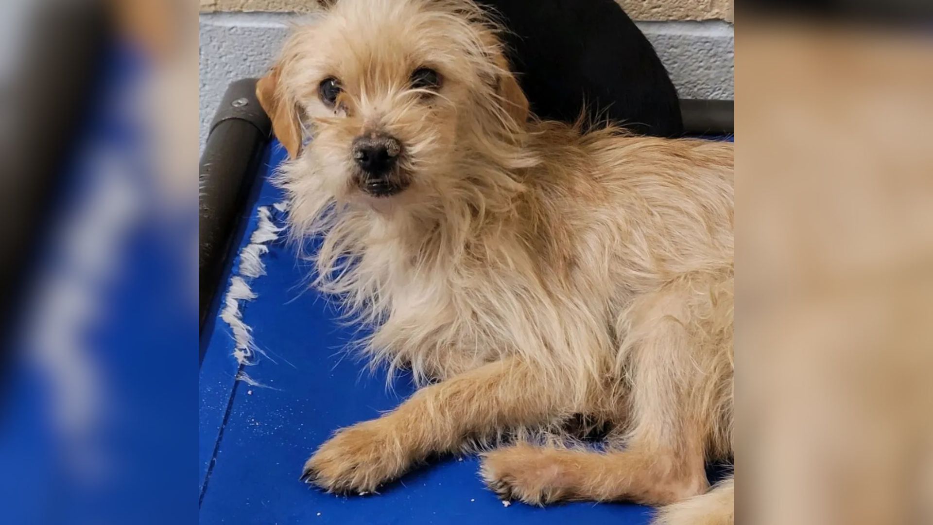 Texas Pup Was Facing The Worst Outcome, But Fate Had Other Plans