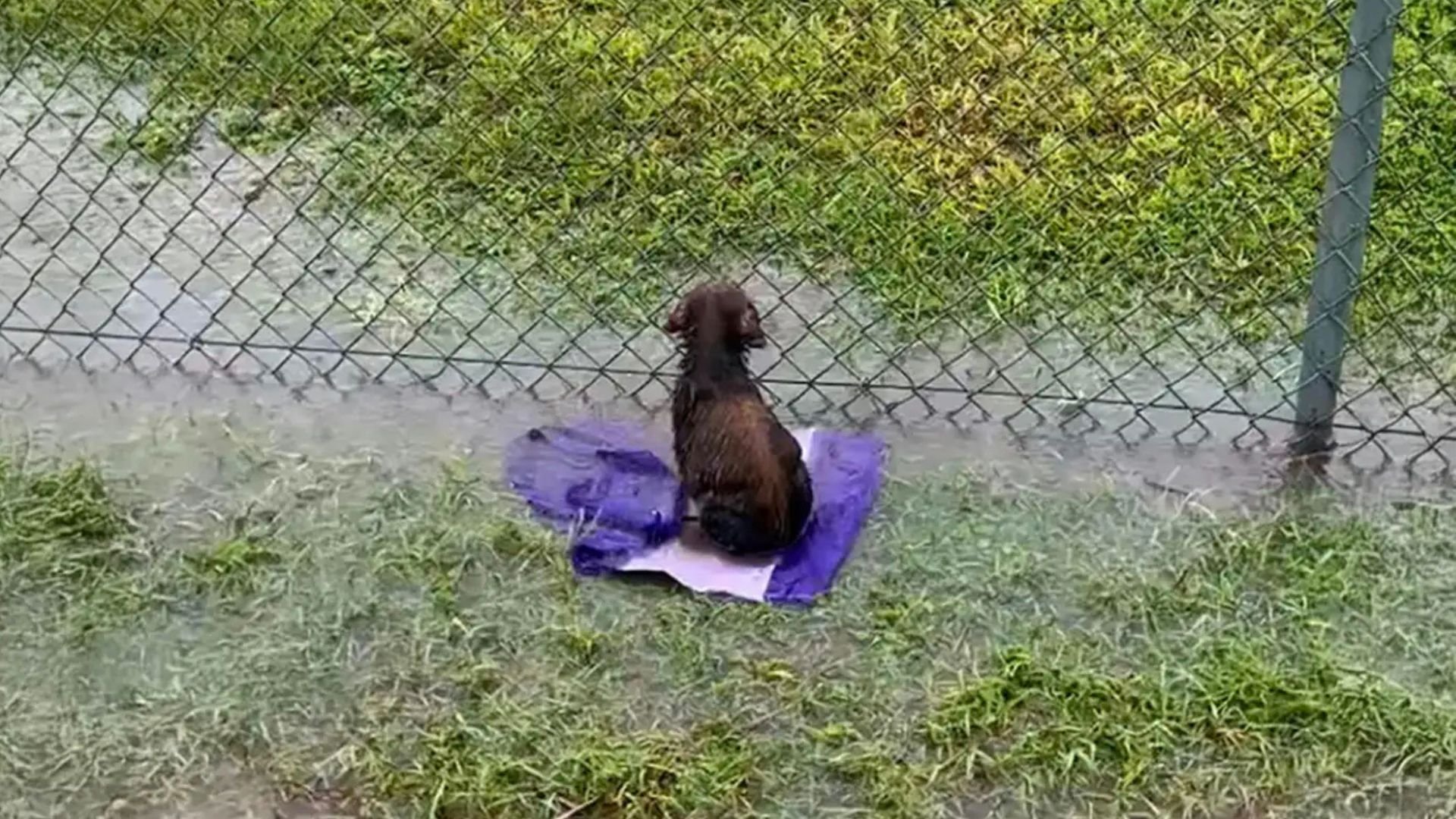 Texas Puppy Left In Flooded Baseball Field Kept Waiting Through Storm, Unaware He’d Been Abandoned