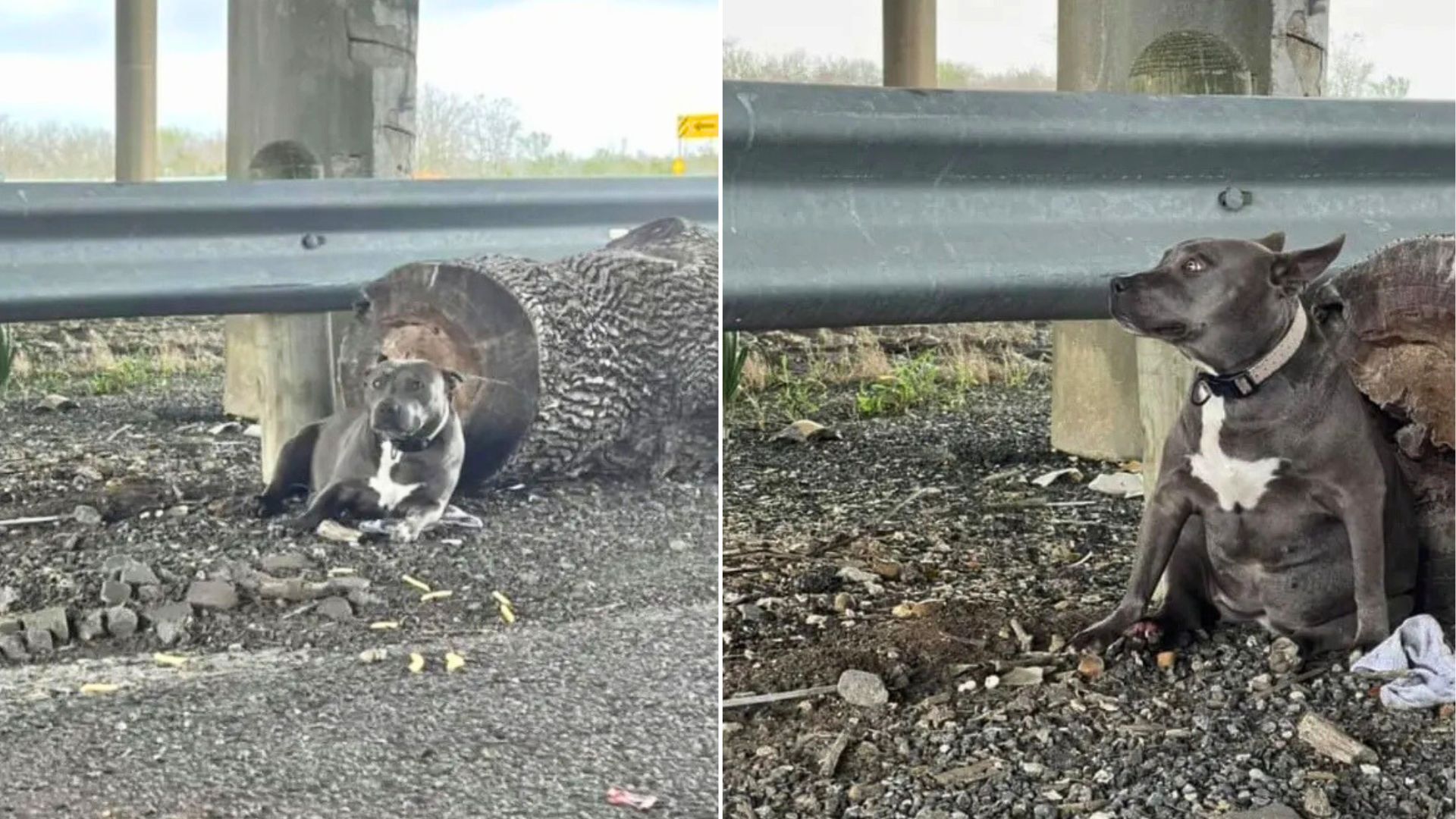 Texas Rescue Finds A Pittie Girl Left Alone And Injured Under A Freeway