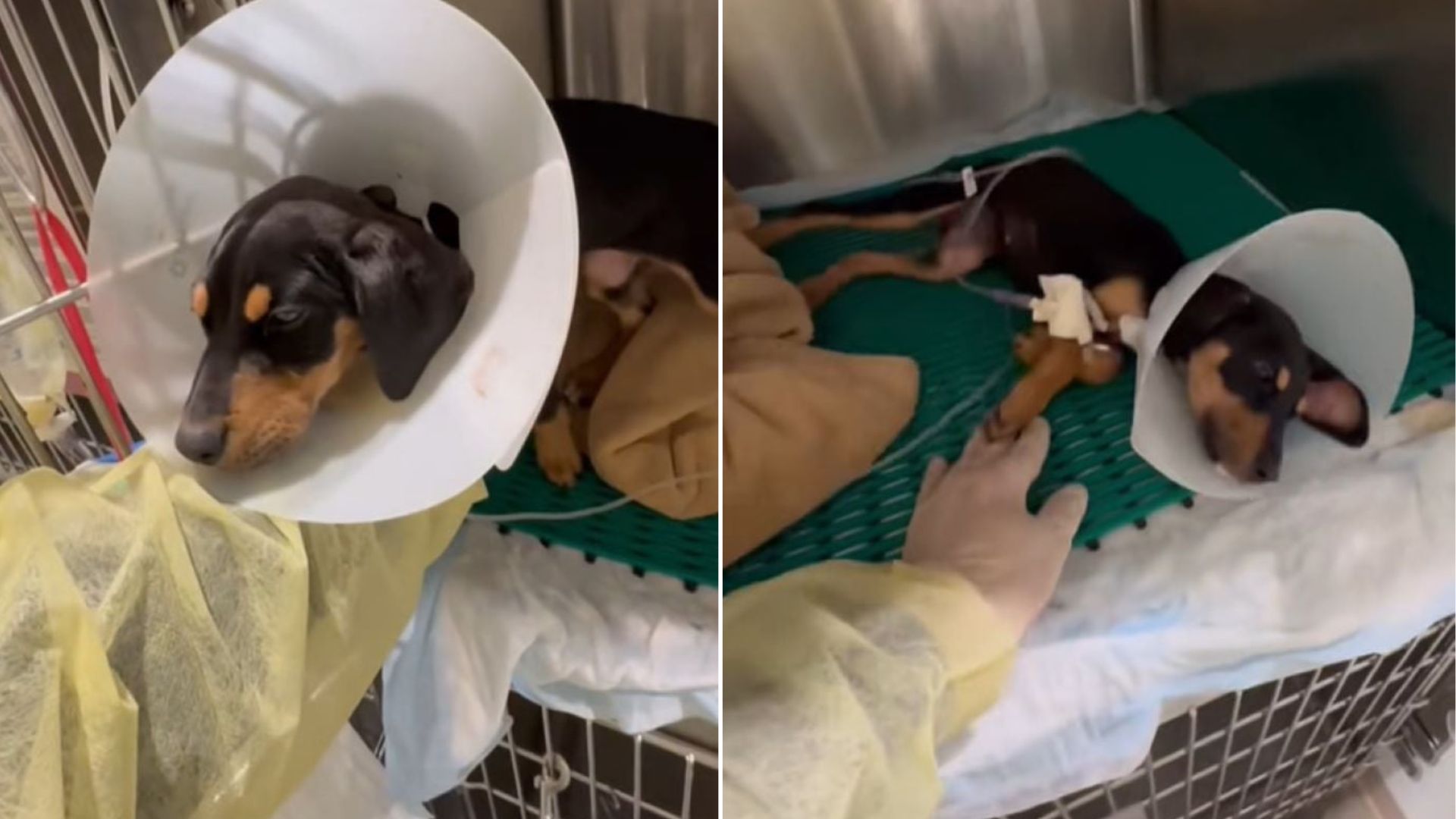 Texas Rescuer Finds A Blind Puppy On The Street And Discovers What’s Really Wrong