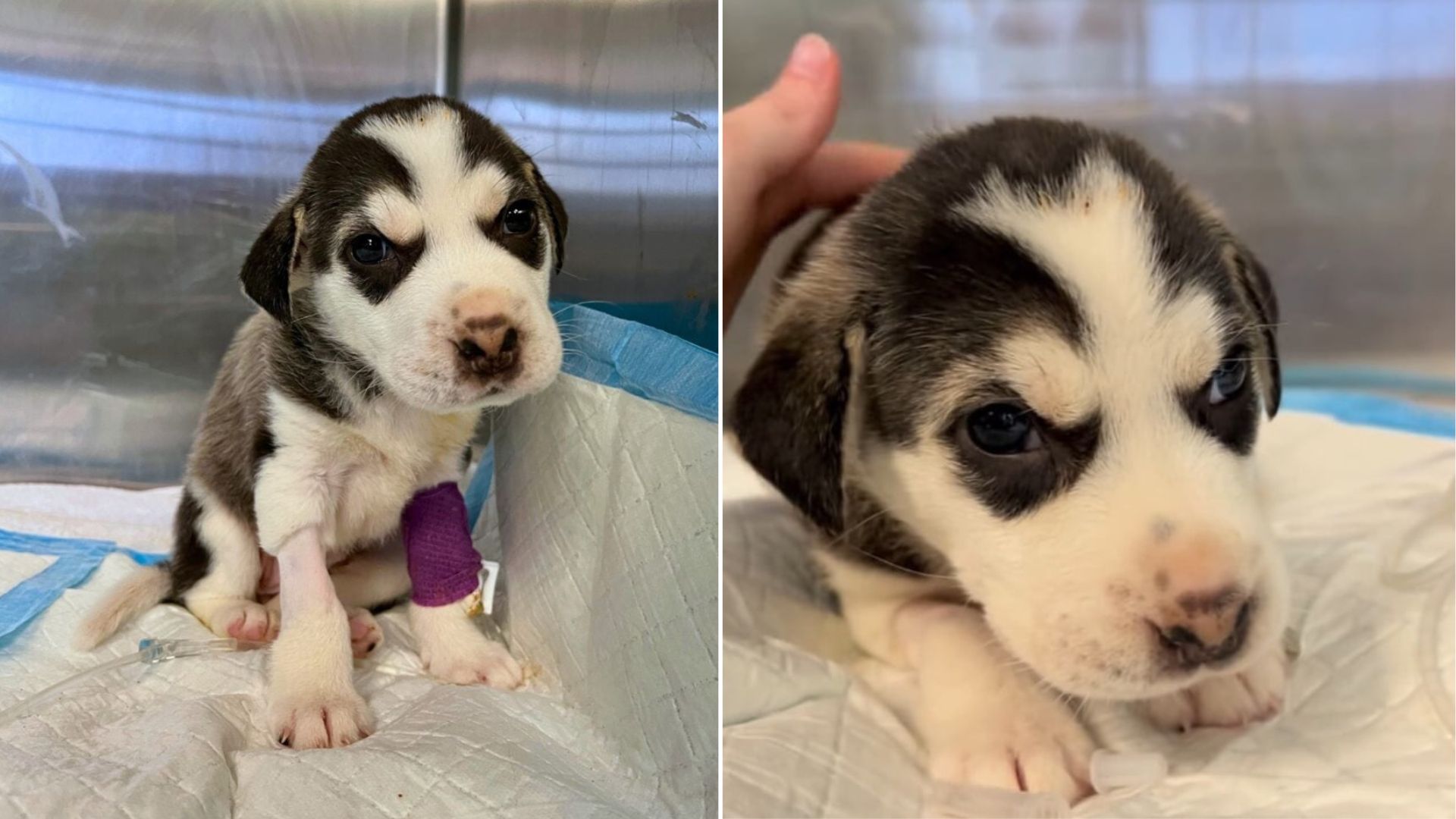 Texas Rescuers Race To Save Helpless 4-Week-Old Husky Found In Trash