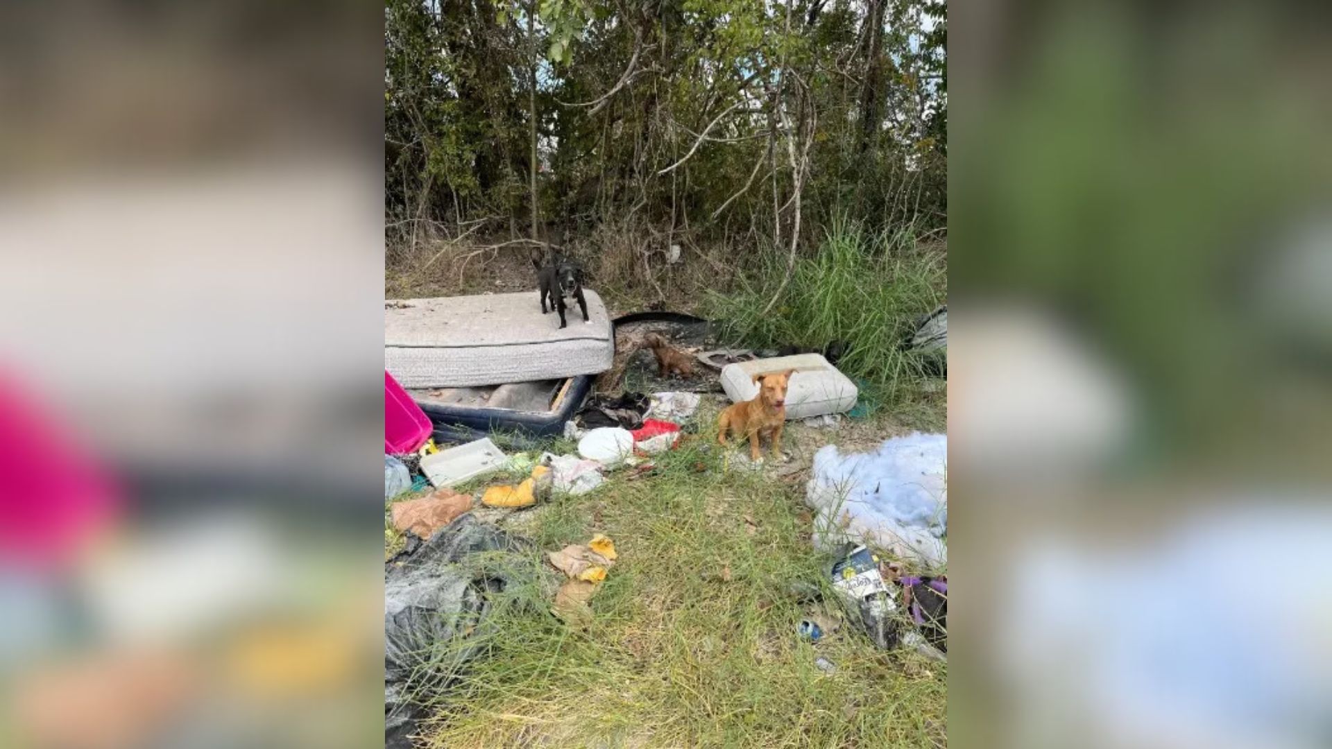 Texas Rescuers Went Out For A Routine Call, Then Discovered Something Incredible