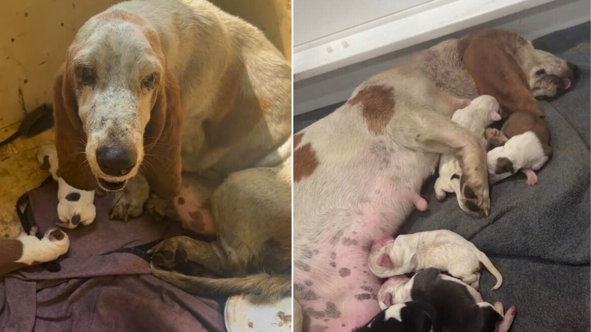 stray mother dog