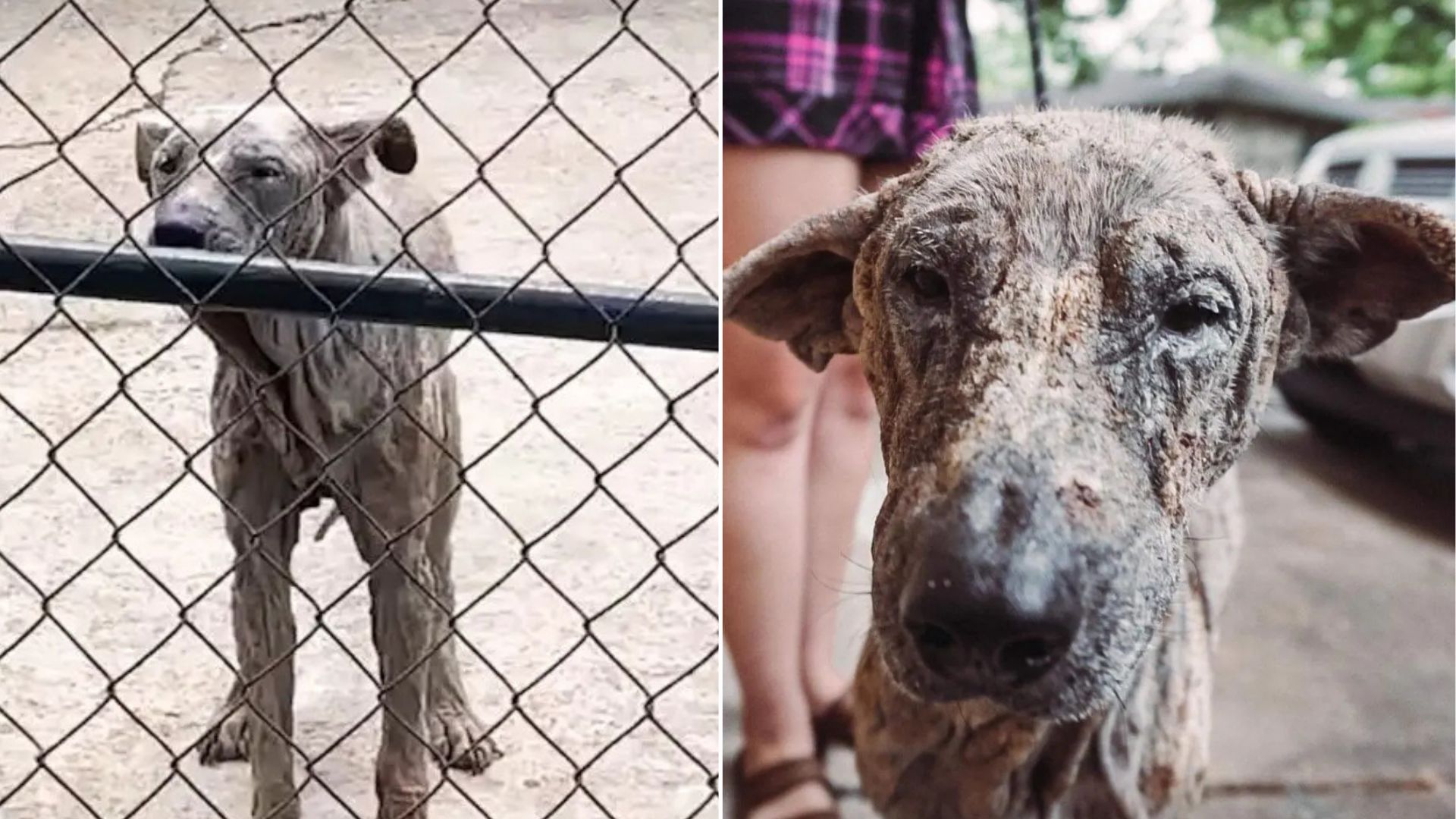 chained dog