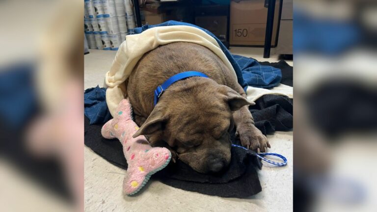 fat shelter dog