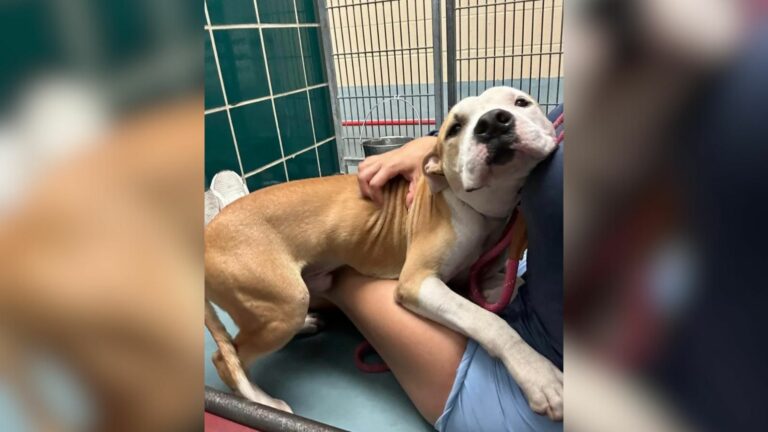shelter dog