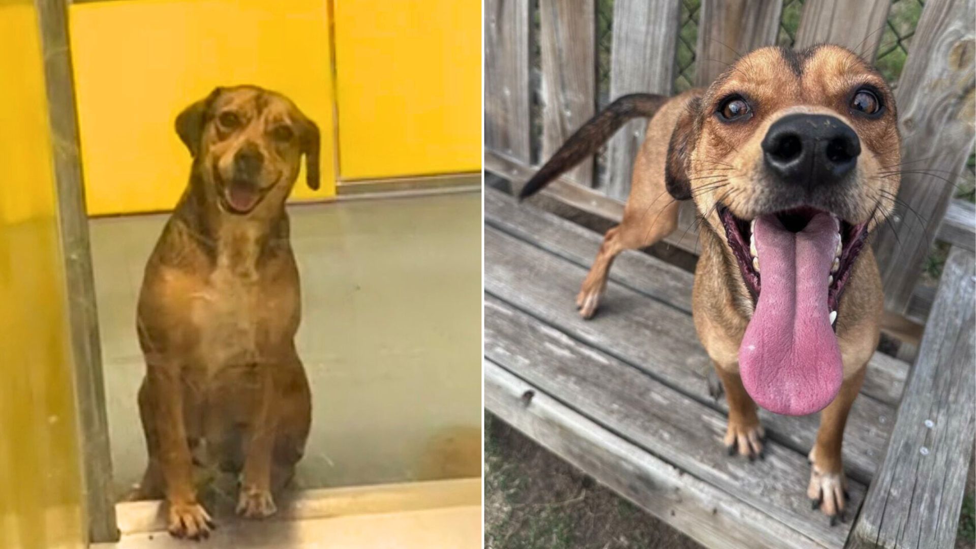 Texas Shelter Pup Waits Patiently For 420 Days For Someone To Notice Him And Give Him A Home