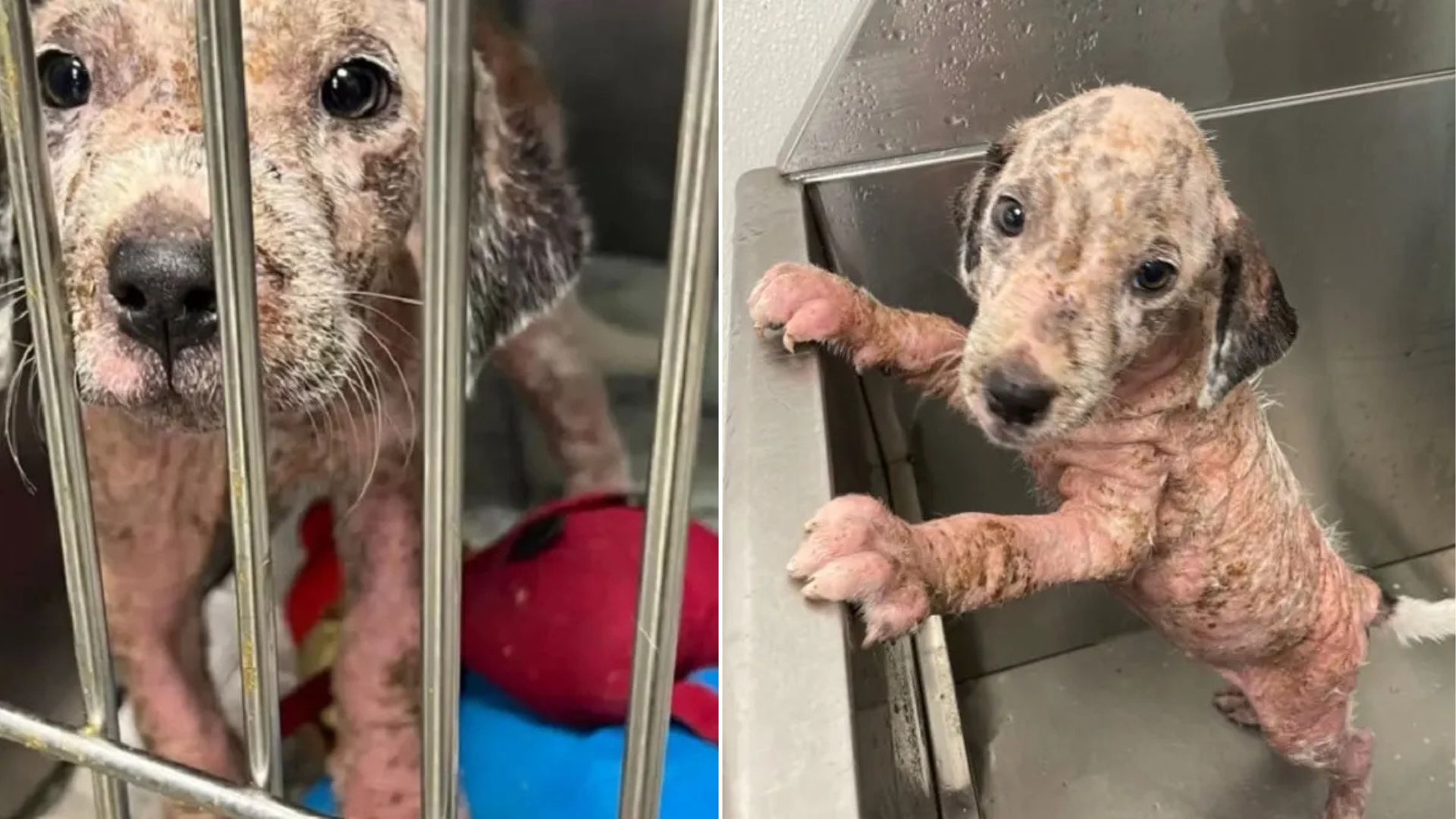 stray puppy with mange
