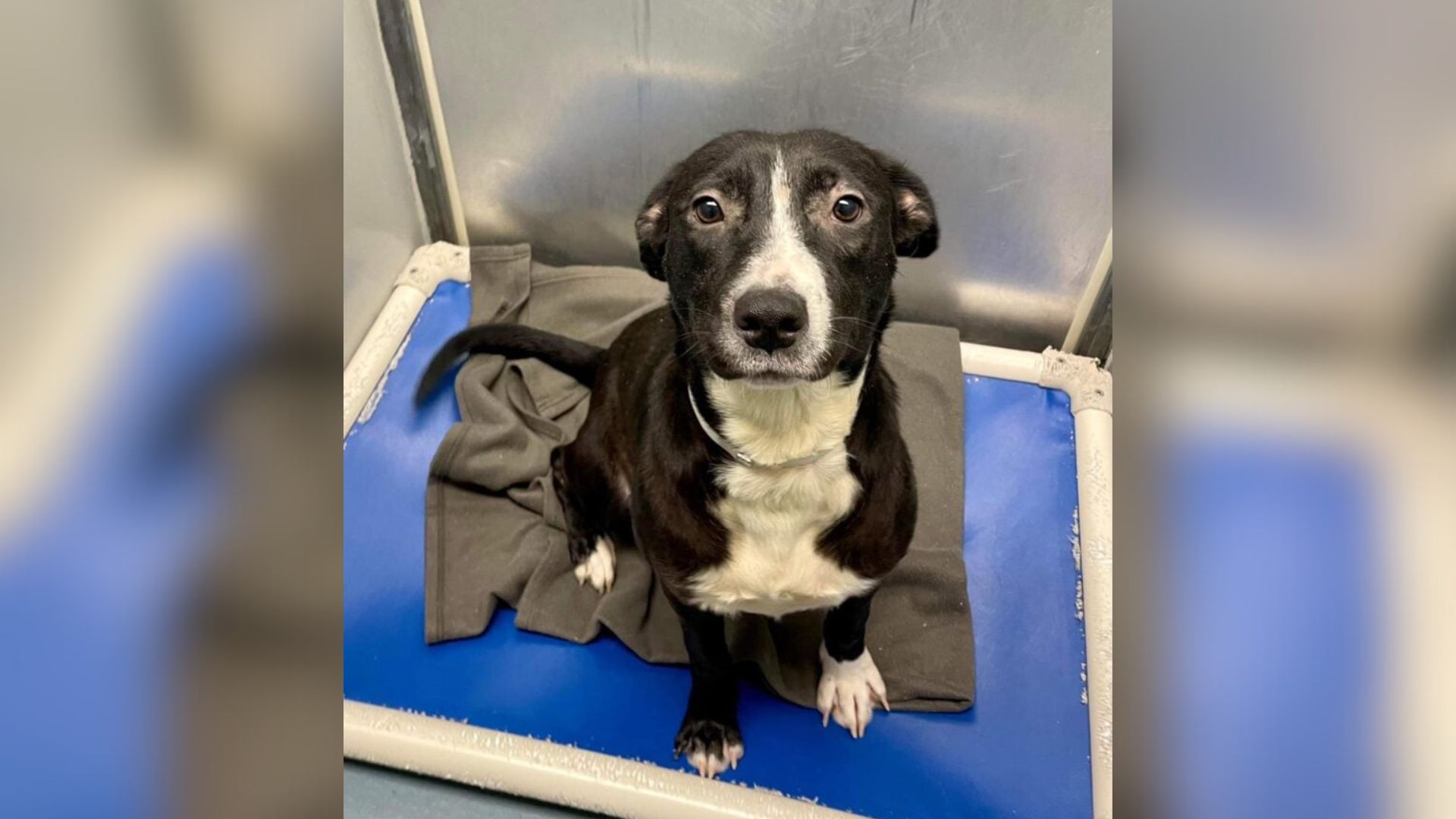 Texas Volunteer Can’t Forget The Dog She Walked Away From And Returns Just In Time