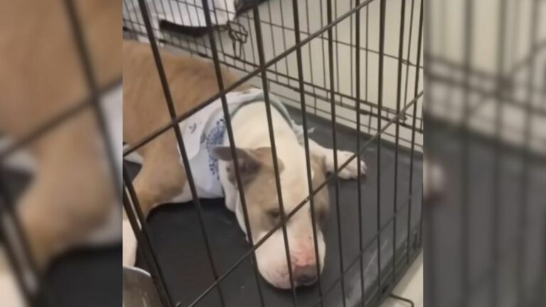 quite shelter dog