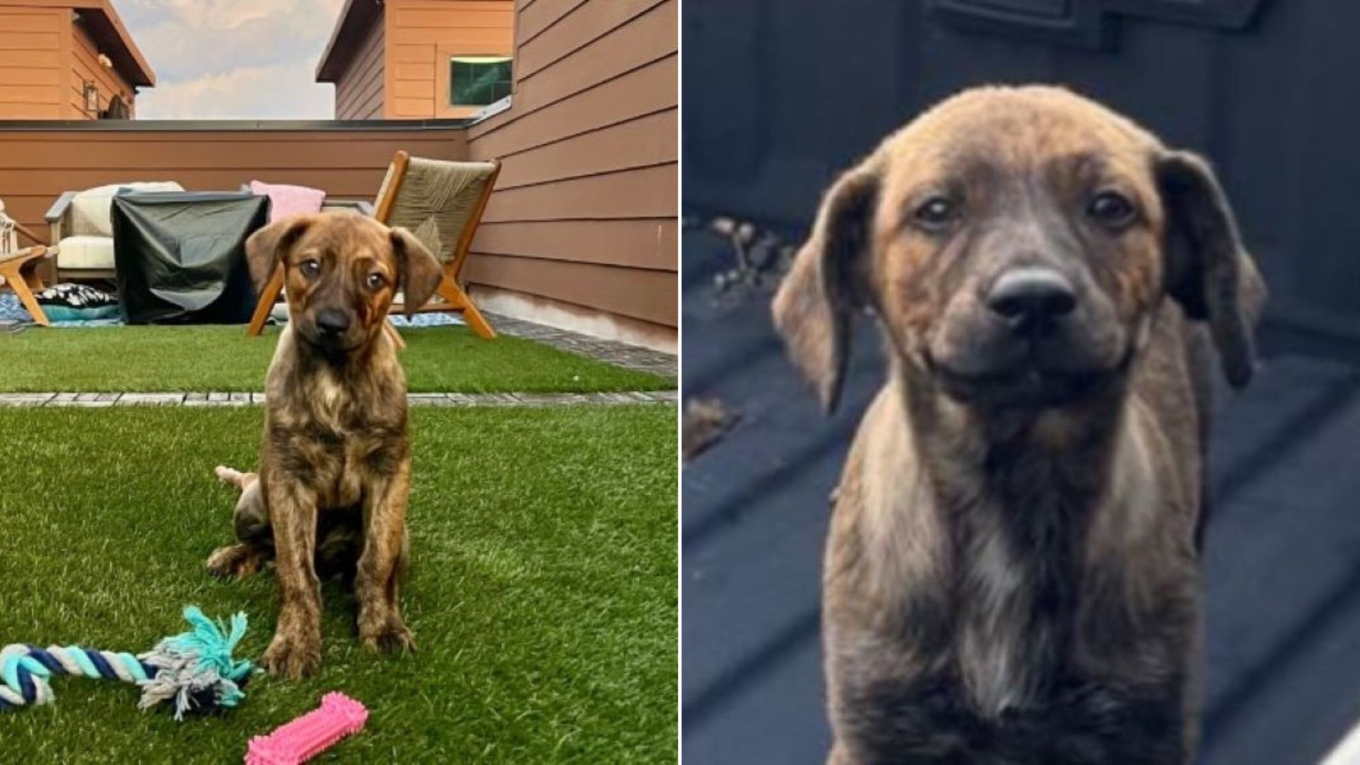 Texas Woman Crushed After Discovering Puppy Left In A Truck Beside Her House