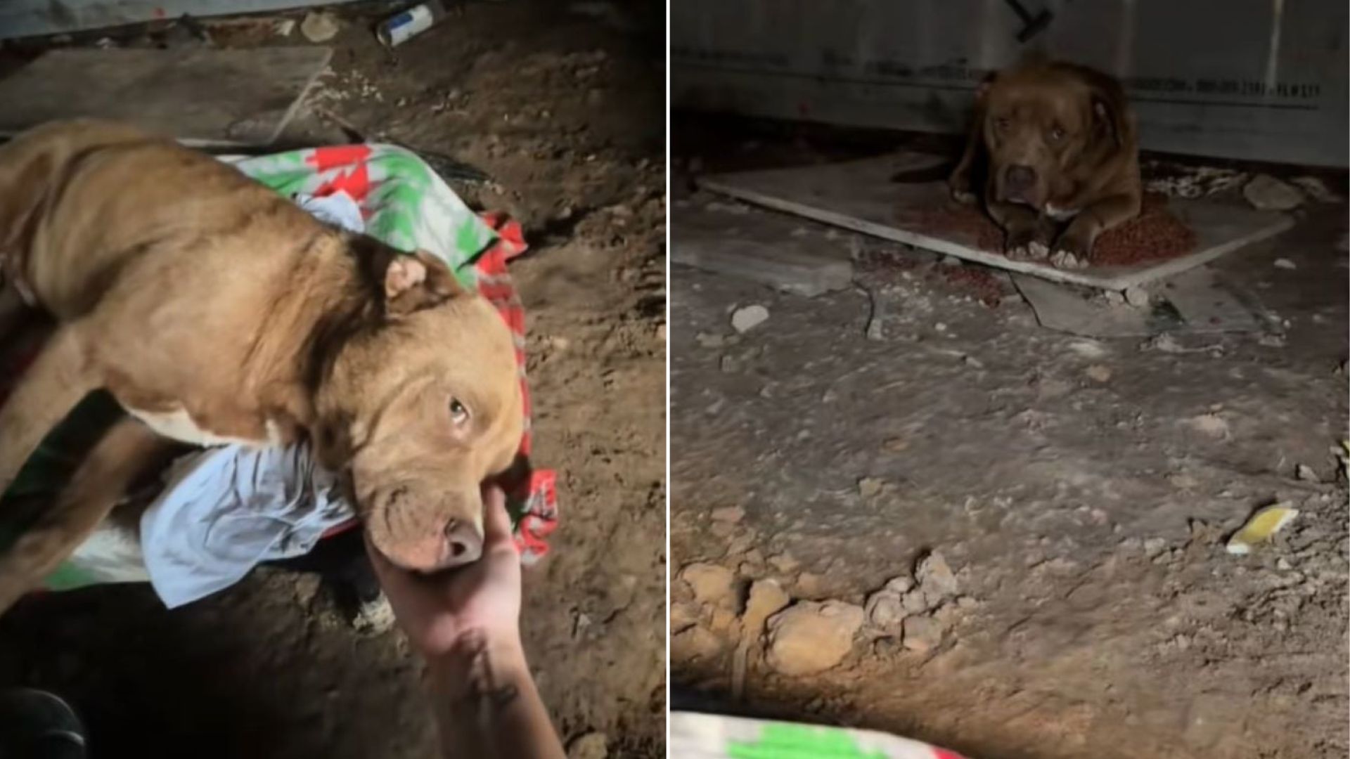 Texas Woman Follows Her Instincts After Spotting A Dog Alone And Finds More Than She Expected