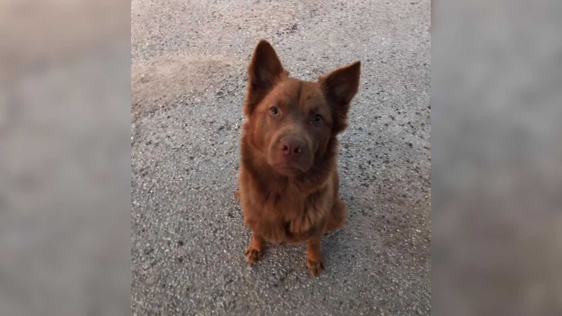 brown dog
