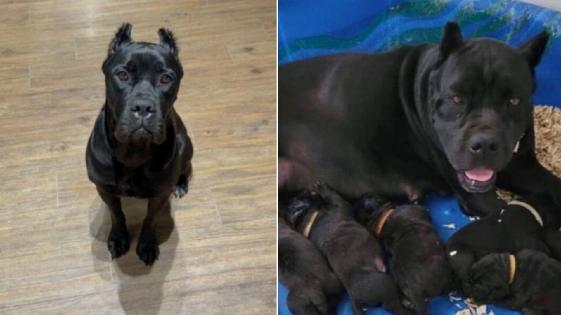 Texas Woman’s Sweet Tradition With Her Dog’s Breeder Ends In Unexpected Tears