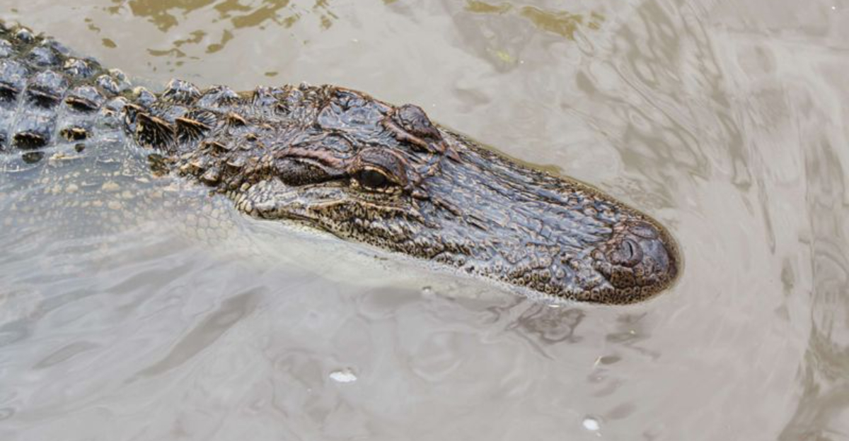 The Secret Life Of Alligators In Louisiana’s Bayous