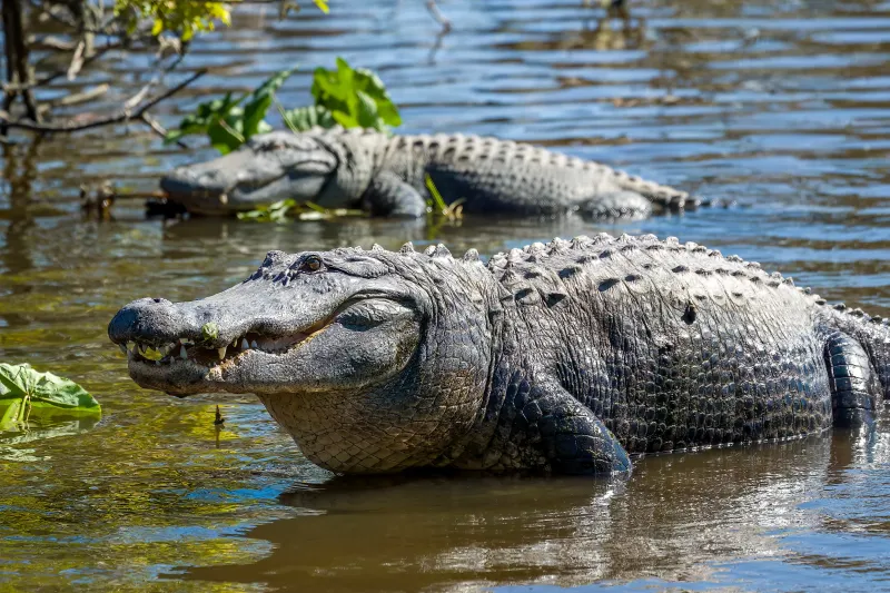 Anatomy: Built For The Bayou