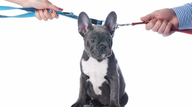 When Divorce Turns Dogs Into Legal Property
