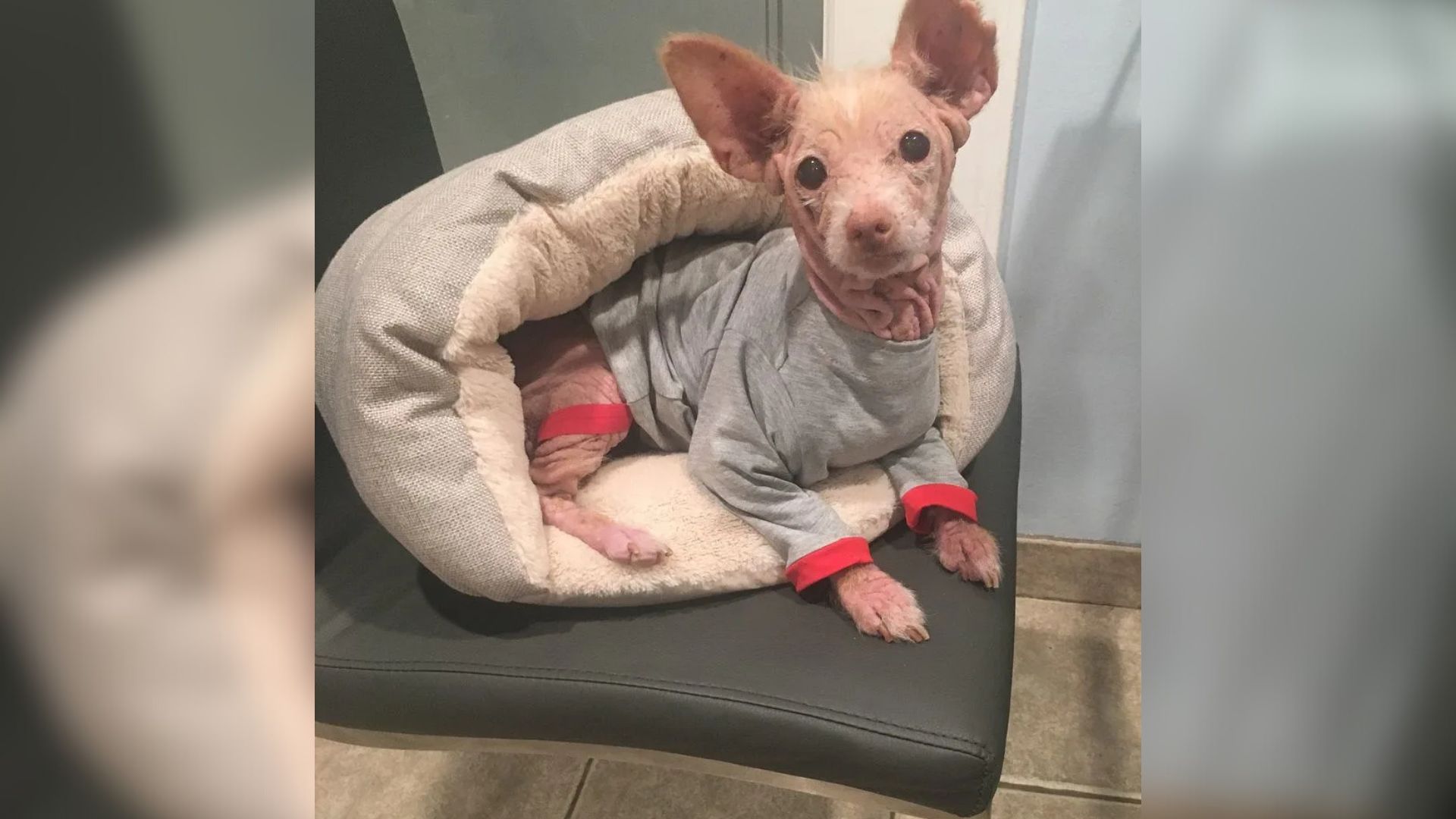 This California Stray Dog’s Breed Is A Mystery That Has Left Everyone Guessing