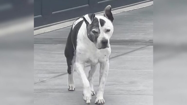 white dog on road