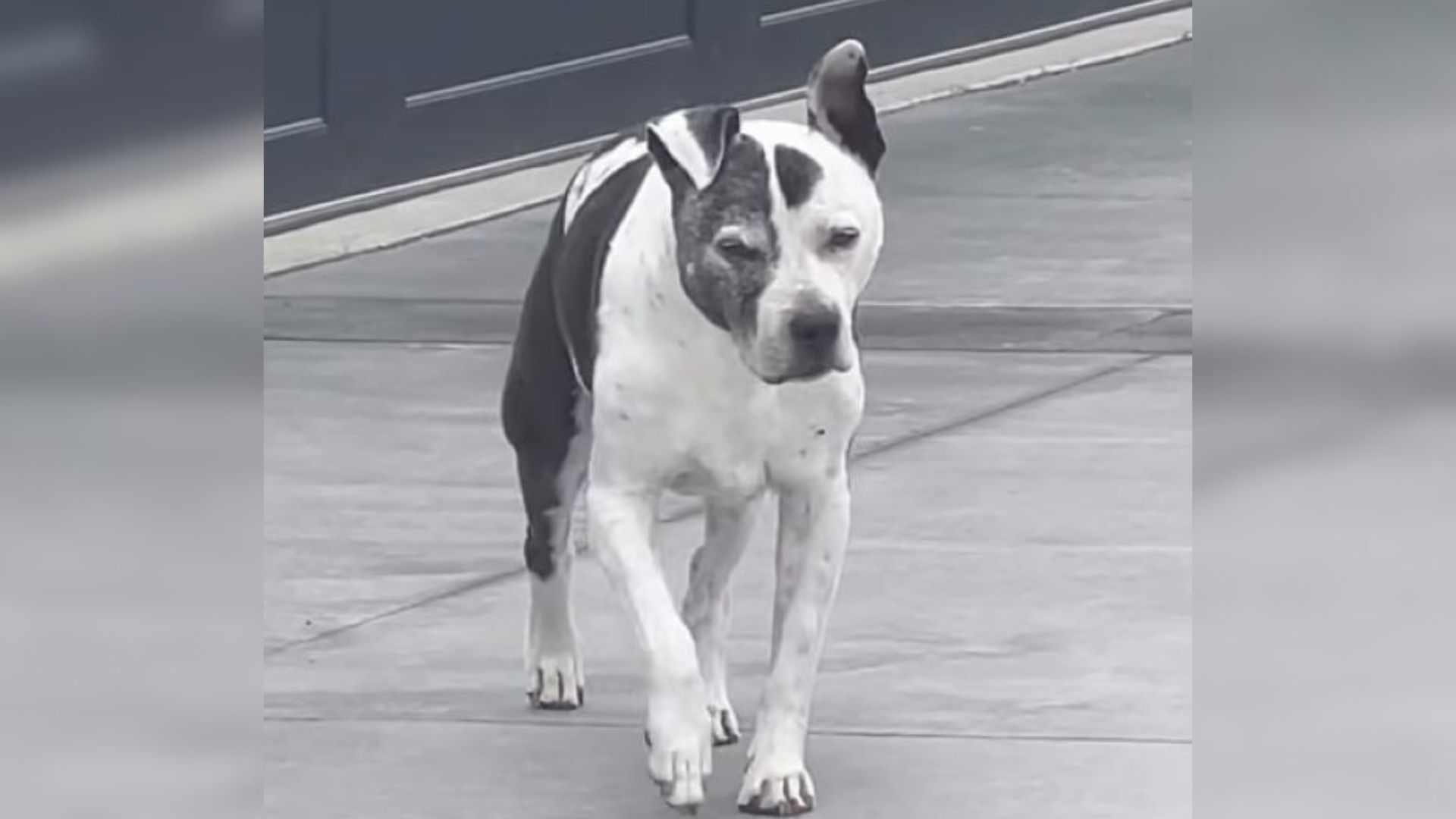 This Dog From New York Performed An Incredibly Sweet Gesture For Her Friend Who Has Dementia