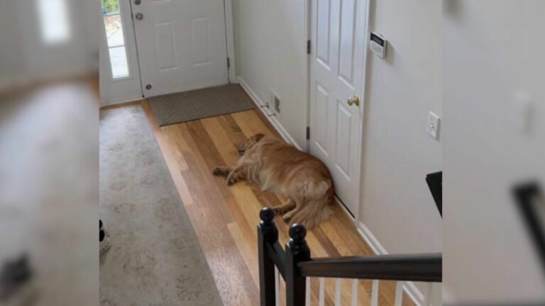 dog sleeping in front of the door