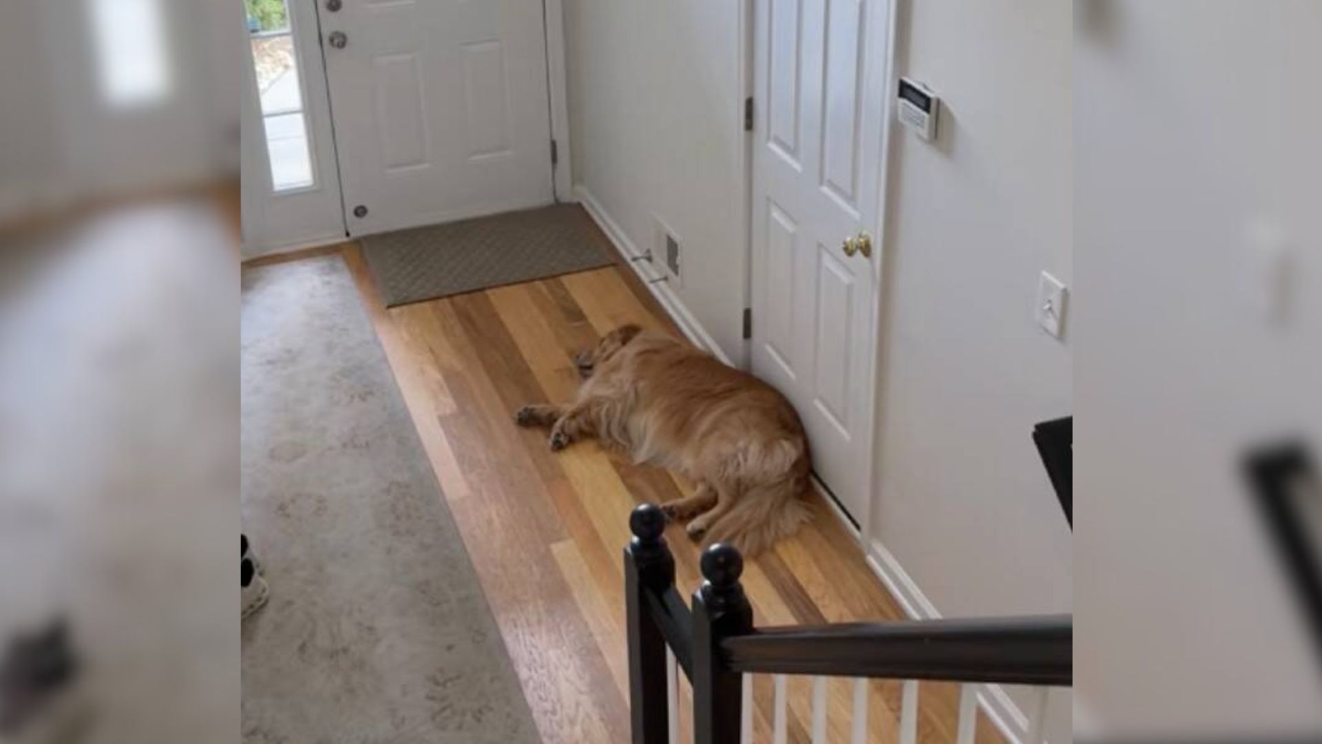 This New Jersey Dog’s Reaction To His Brother’s First Day Of School Will Leave You In Tears