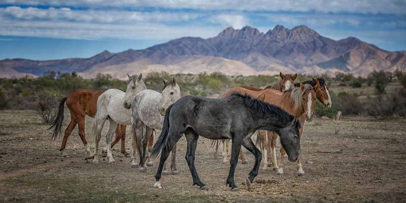 Ongoing Debate Over Safety, Ecology, And Herd Size