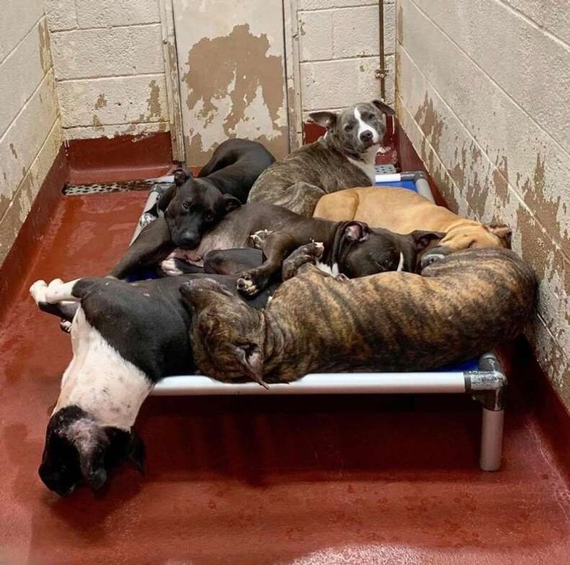 Overflowing Shelters Hit Capacity Limits