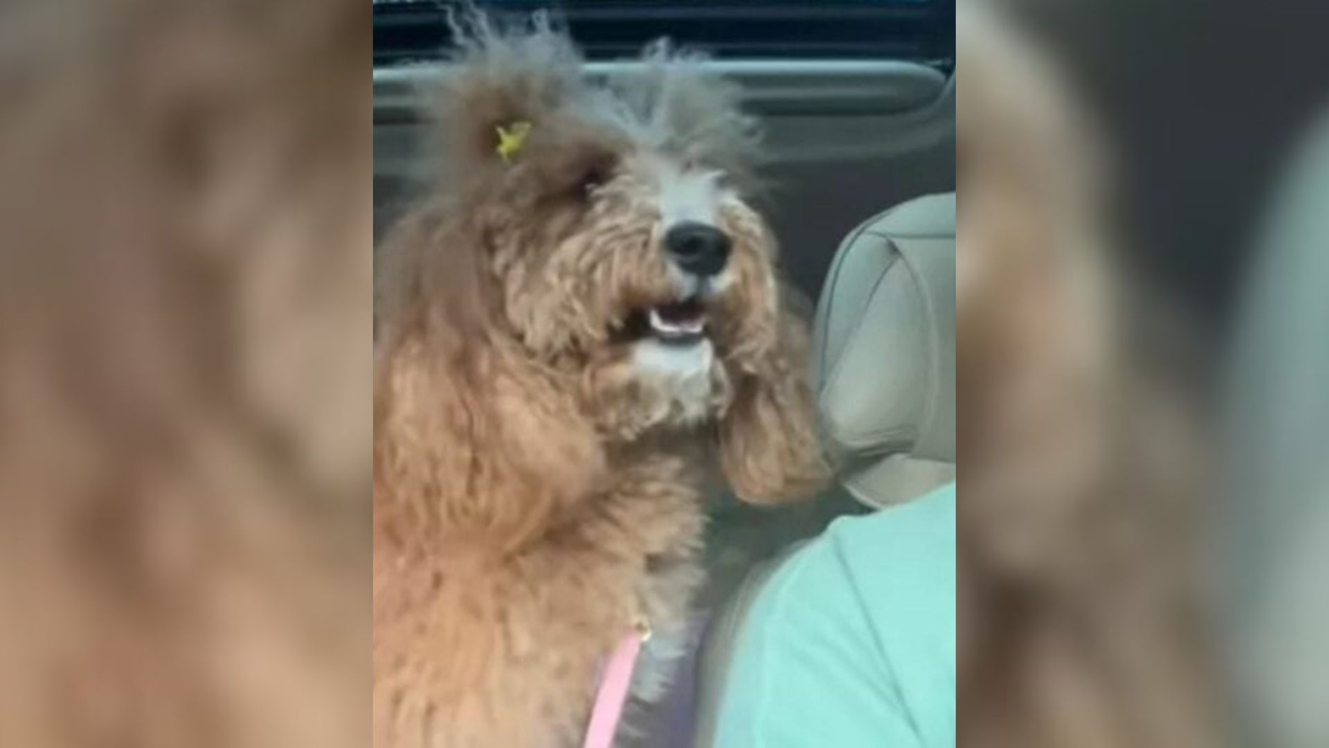Utah Dog Finds Out She’s Going To See Grandma, And Her Reaction Is Heartwarming