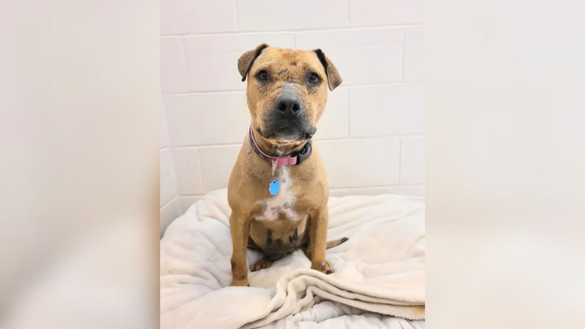 Vermont Pit Bull Rescued From Cruelty Case Begins Receiving Mysterious Gifts In The Mail