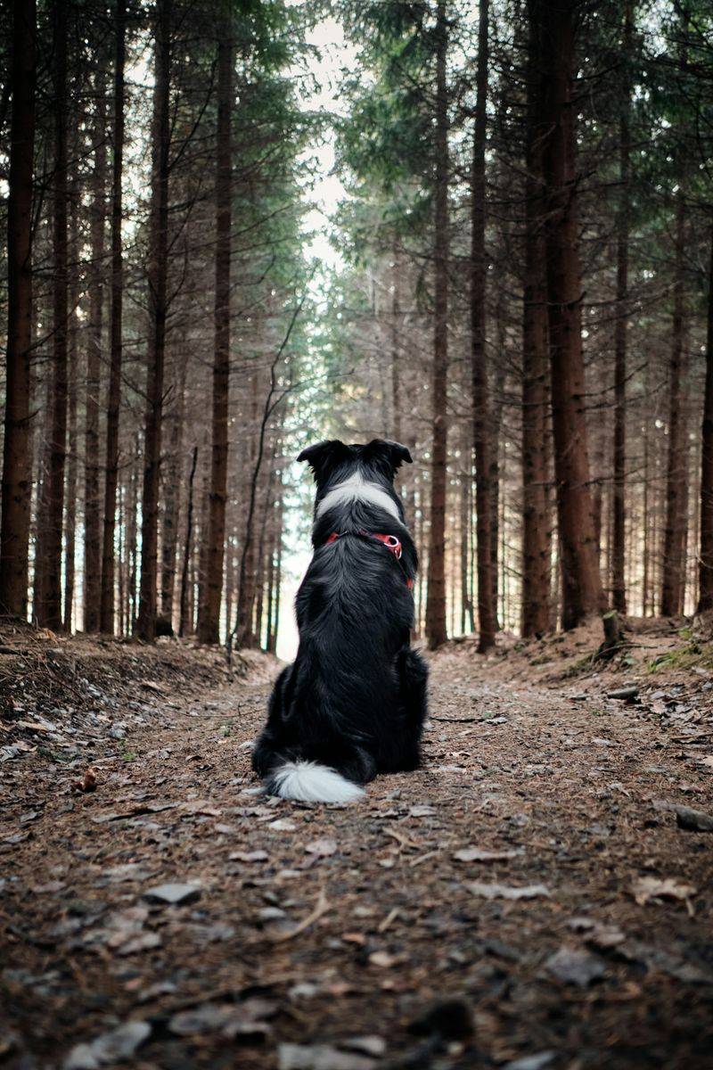 Dog-Friendly State And Local Parks Across Tennessee