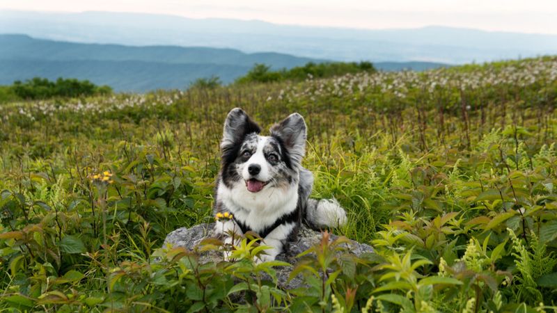 Grayson Highlands — Wilburn Ridge: Wild Ponies and Fall Splendor