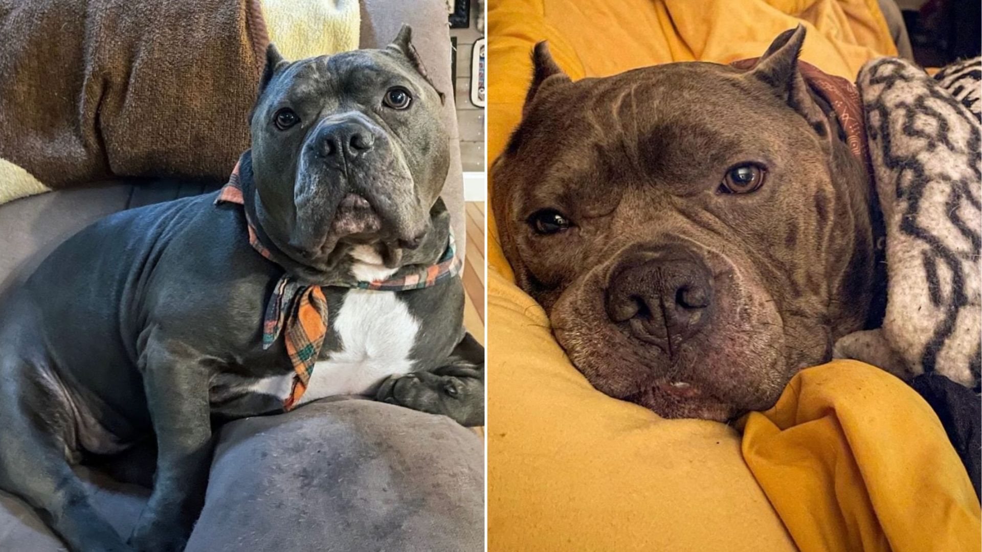 Virginia Dog Abandoned For Being Overweight Shocks Everyone With His Stunning Transformation