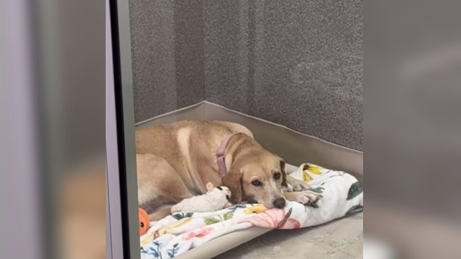 Virginia Dog With ‘Past Baggage’ Heartbreakingly Misses Out On A Family During Adoption Day