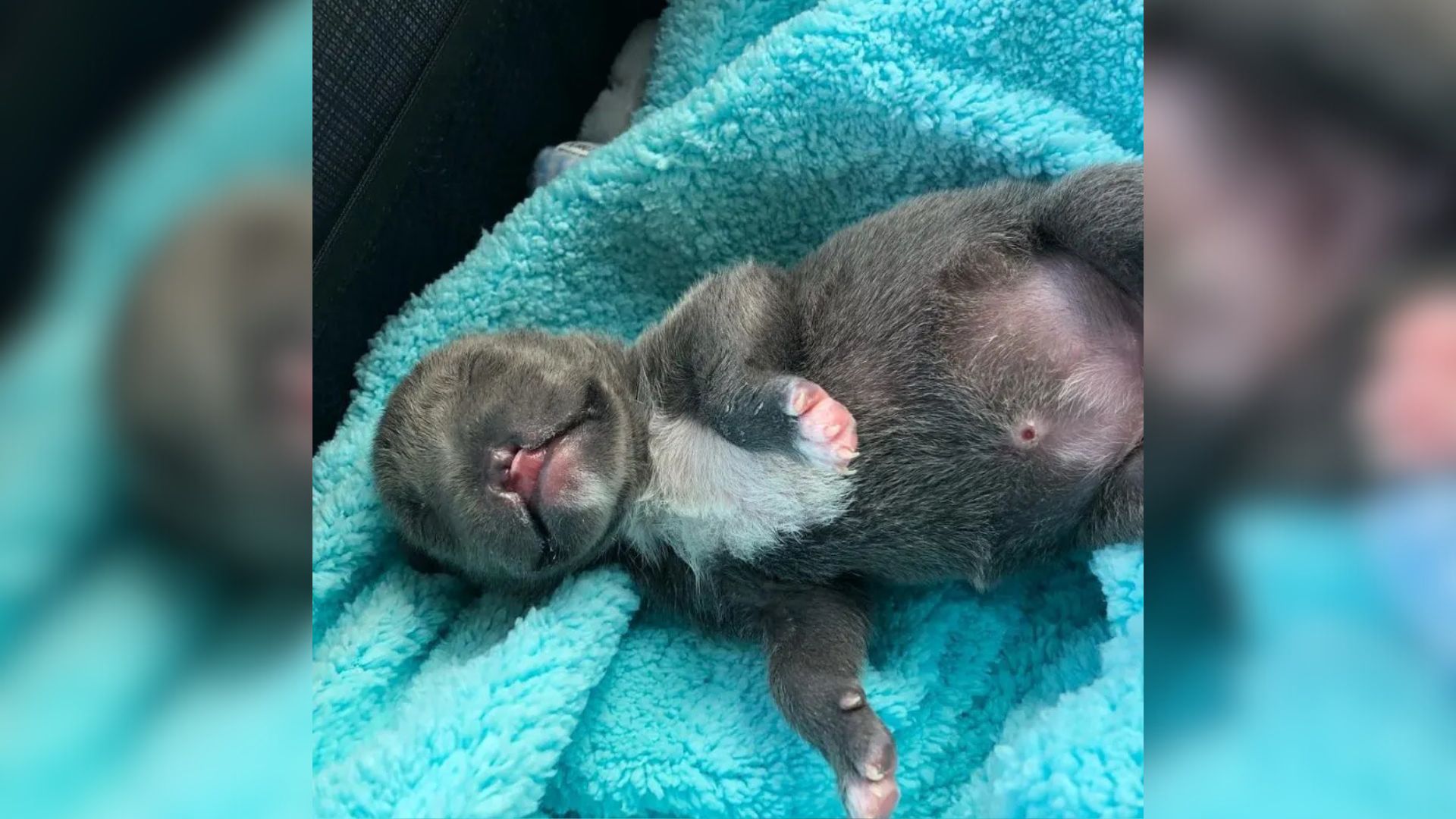 puppy born without a nose