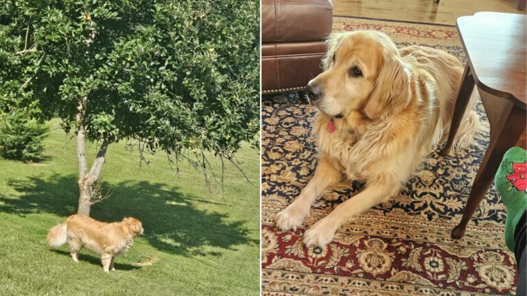 dog under tree