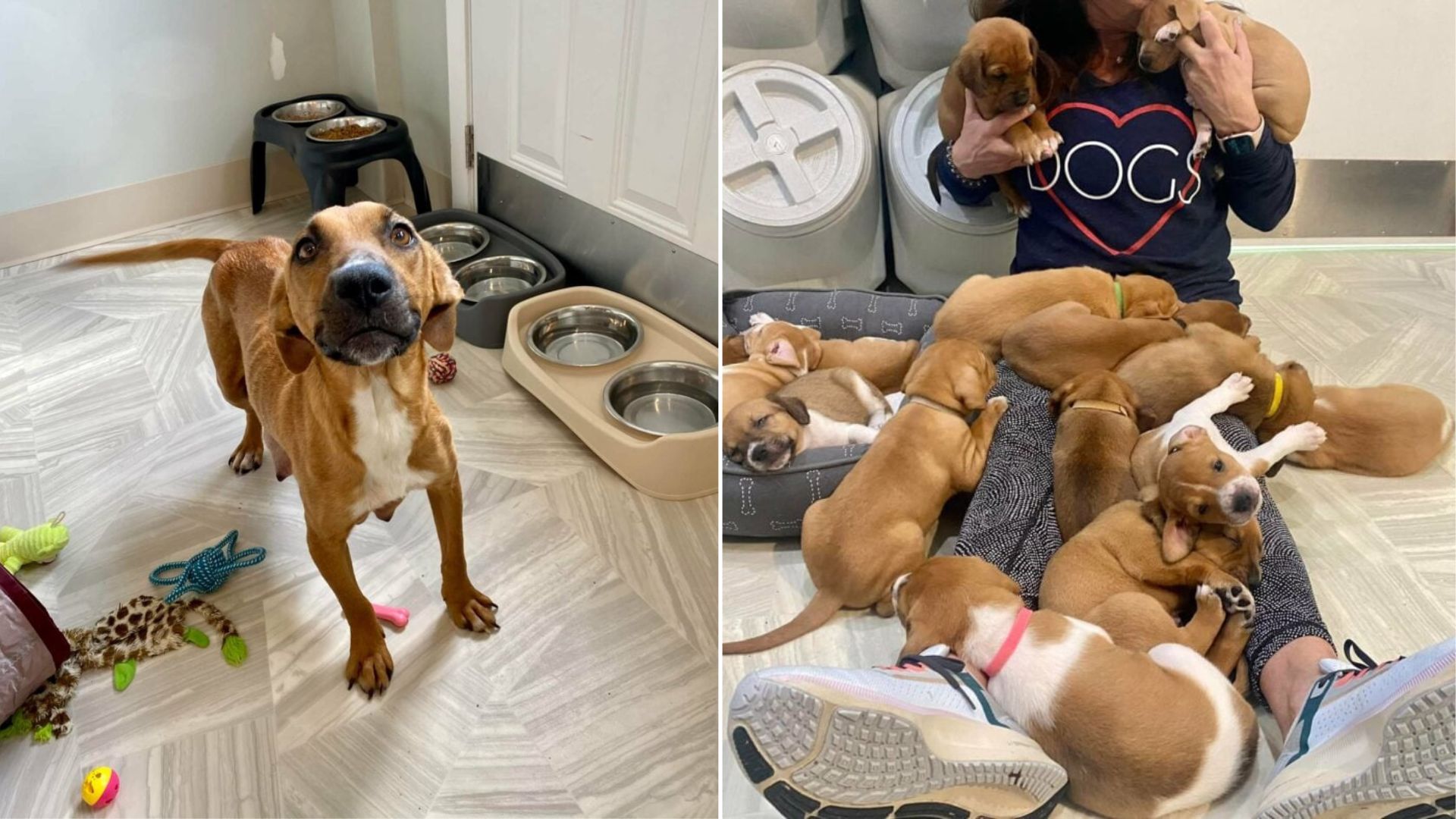 Virginia Rescue Dog Stuns Volunteers After Giving Birth To A Record-Breaking Litter