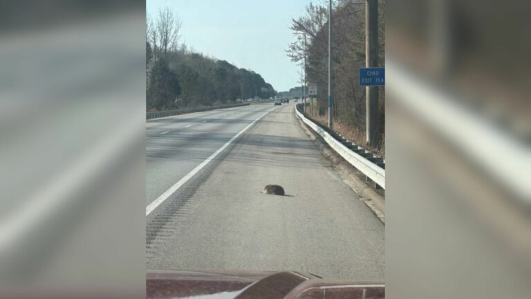 injured animal on road