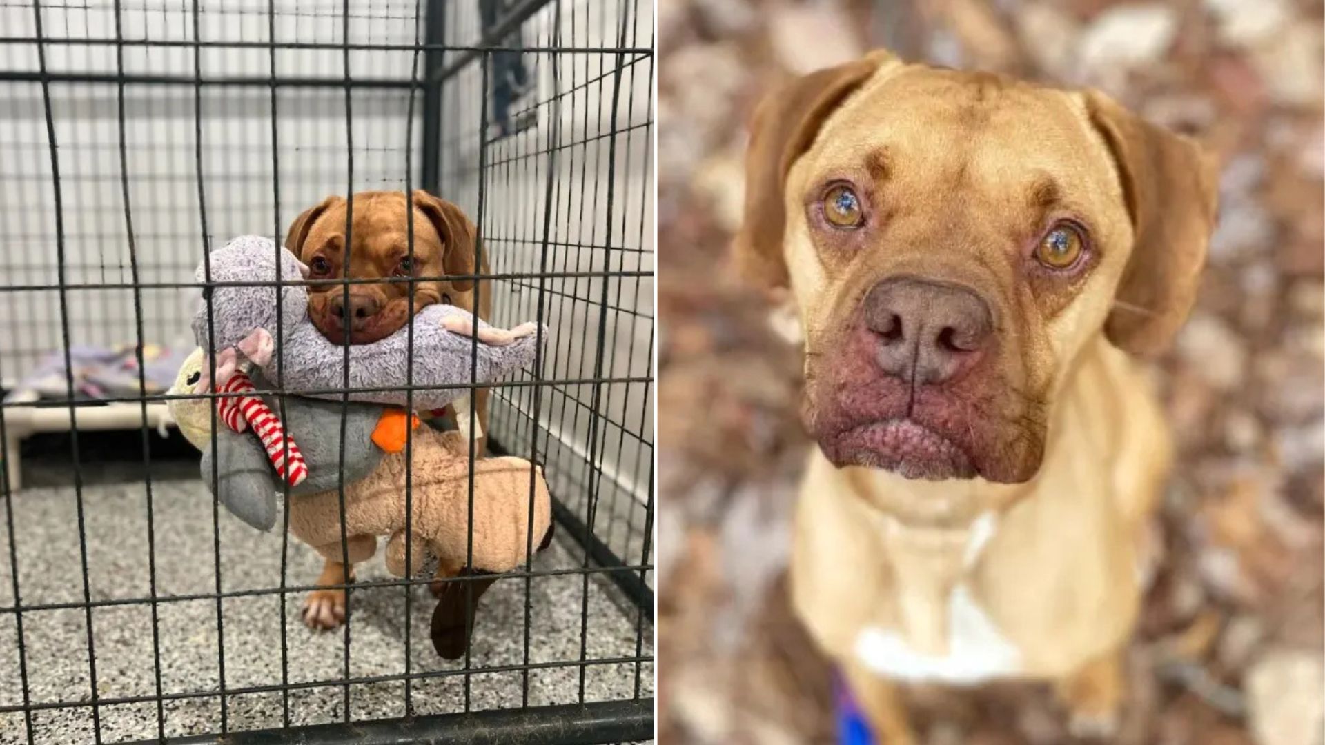 Virginia Shelter Pup Leaves Caregivers In Awe With Her Incredible Plush Toy Talent