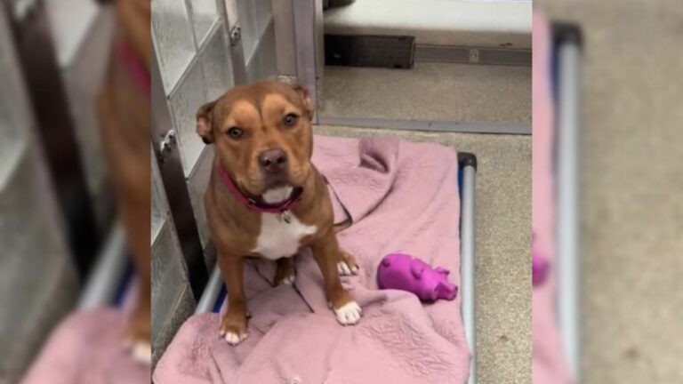 sad looking dog in a kennel