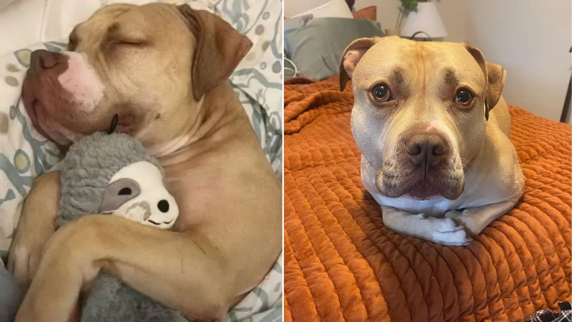 Washington Dog Once Trapped In A Basement Now Thrives With His Forever Family