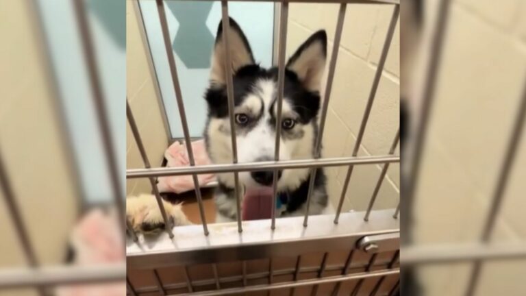 shelter dog