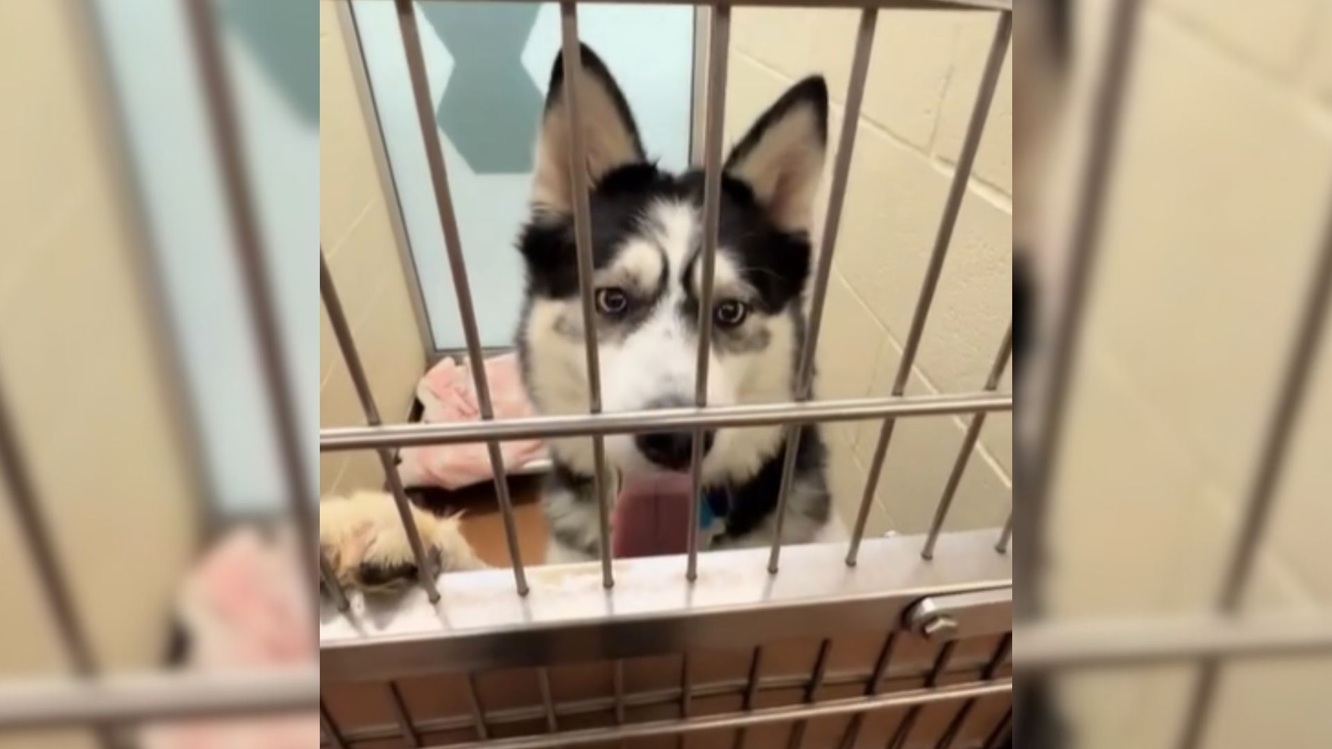 Washington Dog’s 500-Day Shelter Stay Brings Tears As Woman Walks Past His Kennel